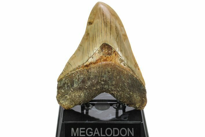 Serrated, Fossil Indonesian Megalodon Tooth - Killer Tooth #214775
